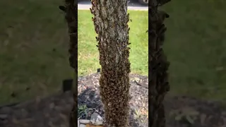 A Swarm of Bees Moves Into Their New Home