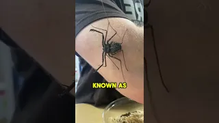 DO NOT Touch This 😨 | Tailless Whip Scorpion #viral