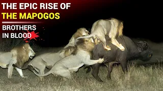 The Beginning of The Mapogo Lions | Brothers in Blood - The Lions of Sabi Sands