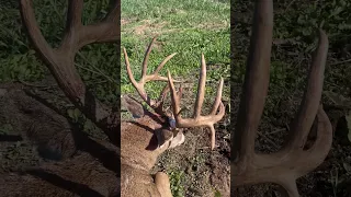 194 4/8” Iowa Giant Hit The Dirt 😳 #shorts #iowa #deer #bowmararchery