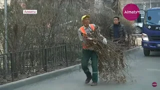 Вырубка деревьев в Алматы: жалобы и предложения алматинцев (13.03.19)