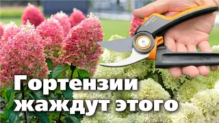 Вот почему ваши гортензии цветут скудно! Ответ в видео