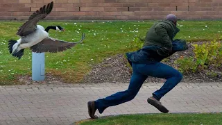 Забавные моменты нападения птиц на человека * Funny moments of birds attacking a person