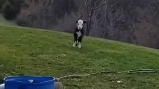Cow thinks he’s a dog.