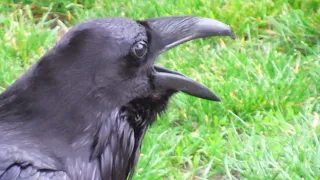 Raven ANGRY ATTACK Sounds Protecting Baby