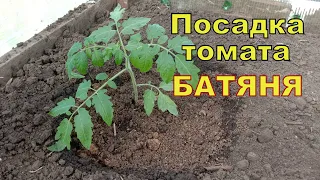Ранний сорт томат "Батяня" Посадка томата в парник