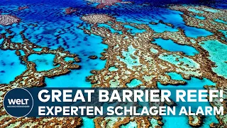 EXPERTEN SCHLAGEN ALARM: Massenbleiche! Das Great Barrier Reef ist in Gefahr