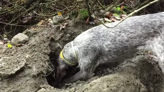 Truffle hunting in Italy