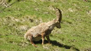 Alpine ibex itches and scoots down a hill