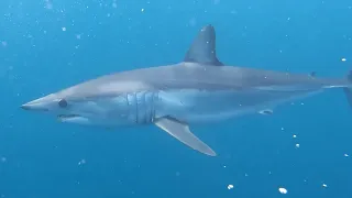 Cara a cara com o Mako e Tubarão-martelo