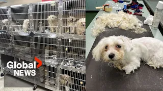 "Horrific": 68 dogs rescued from Winnipeg home in province's largest animal seizure
