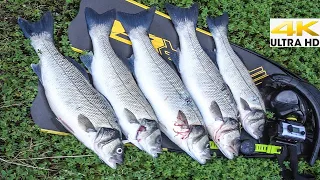 Spearfishing Shallow Water - SEABASS JACKPOT