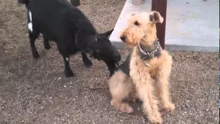 Funny Goat Licks Confused Dog                          The dog must be thinking to himself, WTF?