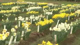 Unique Daffodils