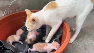 The mother cat carries the kittens and hides them inside a paper box.