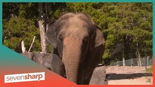 Auckland Zoo looking for new home for its last elephant