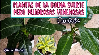 PLANTAS DE LA BUENA SUERTE PERO PELIGROSAS y VENENOSAS/Liliana Muñoz