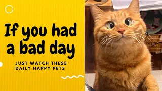 If you had a bad day, just watch these daily happy pets | Day 4