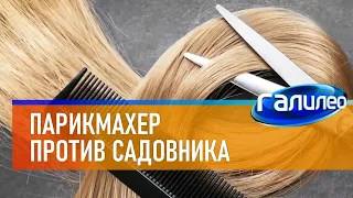 Галилео ✂ Парикмахер против садовника