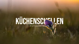 Wie fotografiere ich eine KÜCHENSCHELLE?! (ohne Makro!)