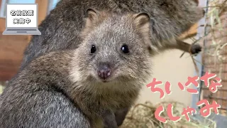 【Quokka】こどもの小さなくしゃみ【名前投票実施中】