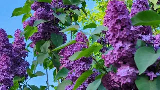 Lilac beauty . Бузок #lilac #бузок #nature #flowers #сад #garden