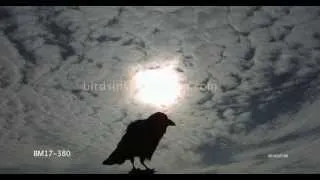 Raven Slow Motion on perch - Shot on Phantom HD Gold