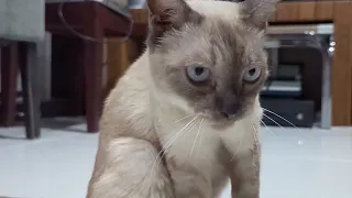 tiny burp (Siamese Cat)