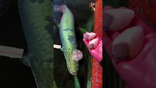 Huge Arapaima fish feeding - World's largest freshwater fish