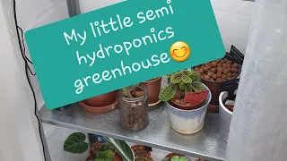 My little semi hydroponics greenhouse / More updates/ Part 2😊