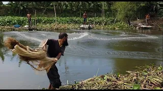 Unbelievable Cast Net Fishing Videos।Catching Lot of fish by cast net। Net fishing videos 2021