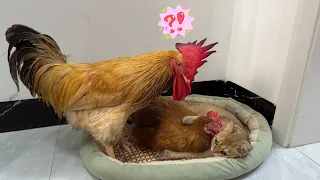 The kitten hugged the hen to sleep, afraid that the hen would run away! The rooster is jealous