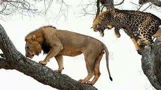 Unlucky Lion Climbs a Tree Then Shocked By a Leopard Waiting For Him