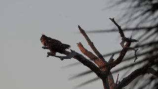 Great Horned Owls of Cockroach Bay