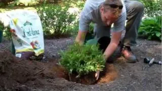 How to Plant a Shrub