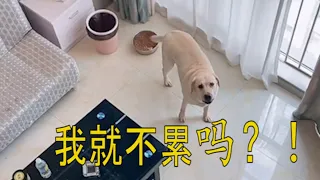 聪明的seven怎么对待主人的指使😂 | seven寵物拉布拉 Labrador