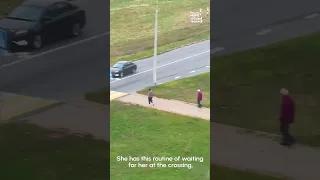 Patient Cow Waits For Farmer At Crosswalk