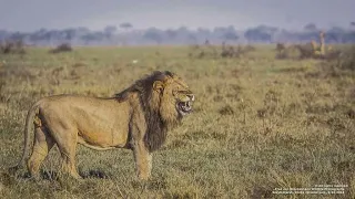 El Rey Africano | Documental de Leones