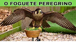 PEREGRINE FALCON [THE FASTEST BIRD IN THE WORLD]