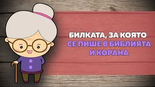 Тайната на билката черен кимион