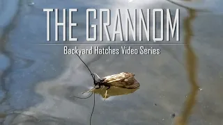 The Grannom Caddis Hatch | Backyard Hatches Video Series