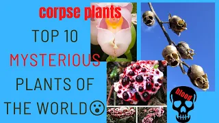 TOP 10  Mysterious plants of the World | Scary plants