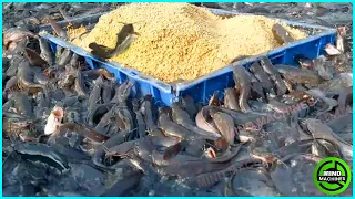 Amazing! Fish Farm - The Most Modern Agriculture Machines That Are At Another Level ▶3