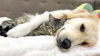 New Funny Videos 2024 😍 Cutest Cats and Dogs 😺Adorable cats and dog 🐱cats funny videos😺cat meme 🐶#2