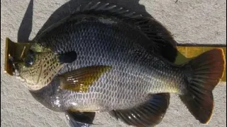 CATCH,CLEAN,COOK BLUEGILLS.  #bigfish  #panfish #slabs #catchingfish