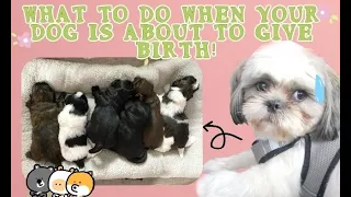 Shihtzu Gives Birth For The First Time | What To Do When Your Dog Is Giving Birth | Hershey's Kisses