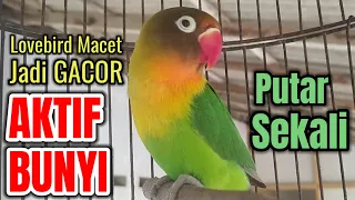 PANVINGAN LOBEBIRD MACET JADI GACOR AKRIF BUNYI LAGI