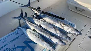 Light Tackle Mackerel Fishing | Non-Stop Action - CCC