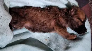 Rescuing a Dehydrated and Exhausted Little Puppy Who Could Only Endure Pain for Many Days