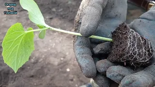 Вторая посадка огурцов в июне